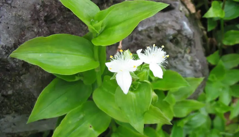 Två vita blommor med gula ståndare, som en vandrande jude, växer bland frodiga gröna blad vid en sten.