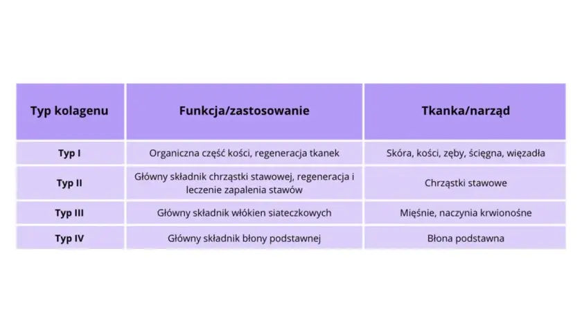Tabela przedstawia jaki kolagen jest głównym składnikiem kości, chrząstek, mięśni i błon, oraz ich funkcje.