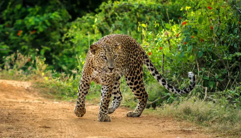 Ein Leopard schleicht auf einem erdigen Pfad im Yala Nationalpark.
