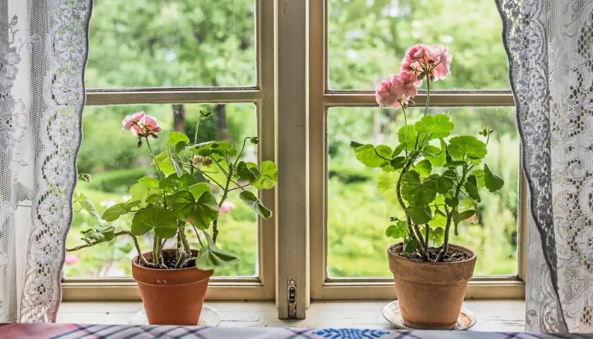Två krukor med gammaldags pelargoner står i ett fönster med spetsgardiner. Utanför syns en grönskande trädgård.