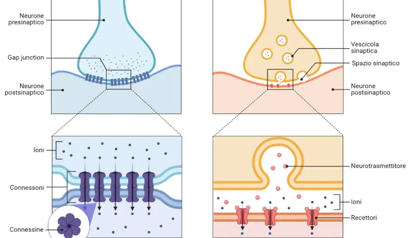 Sinapsi elettrica e chimica: il significato della trasmissione nervosa. Due neuroni comunicano tramite connessioni o neurotrasmettitori.