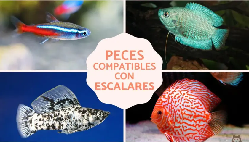 Tetras neón, guramis enanos, mollys y discos: peces compatibles con escalares para un acuario armonioso.