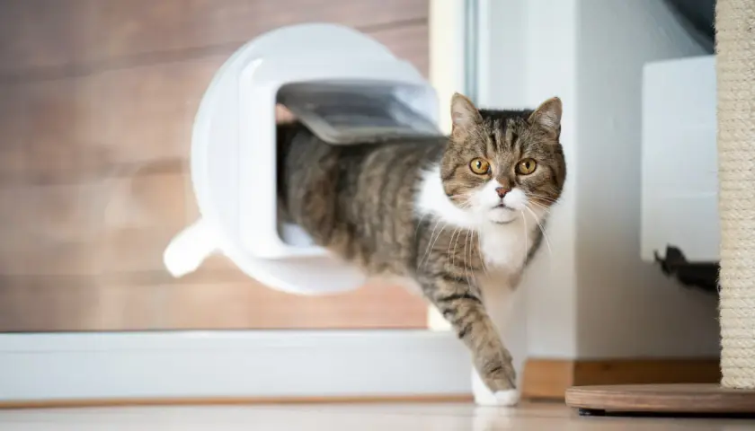 Katze nutzt frisch eingebaute Katzenklappe, um nach draußen zu gelangen.
