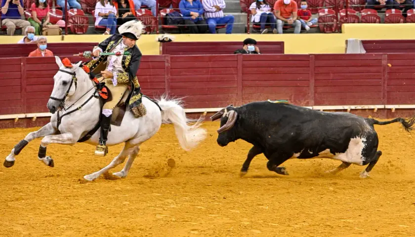 Antonio Ribeiro Telles, un rejoneador, domina un toro negro desde su caballo blanco en la arena.