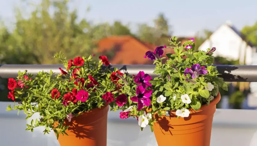 Zwei Terrakotta-Töpfe mit leuchtenden Sommerblumen, rot und lila, schmücken einen Balkon. Ein bunter Blickfang im sommerblumen garten.