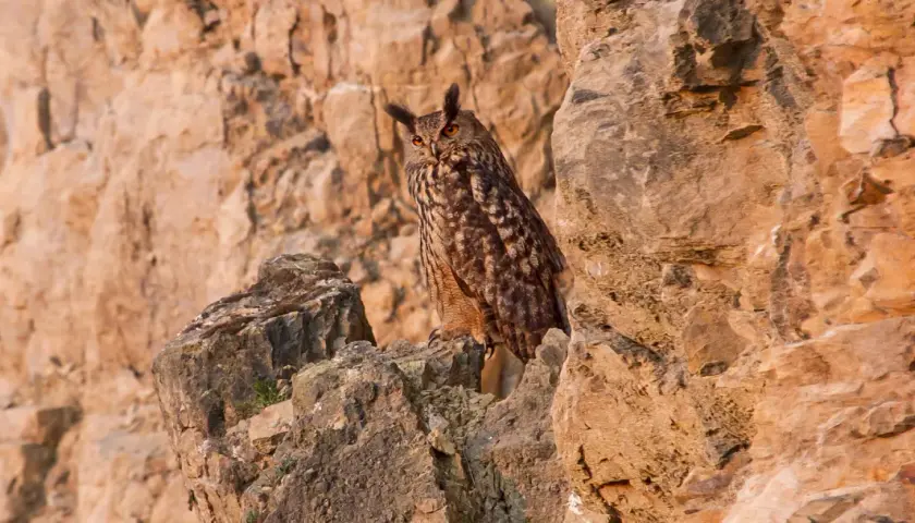 Ein Uhu sitzt auf Felsen in seinem natürlichen Lebensraum. Sein geflecktes Gefieder und die orangefarbenen Augen sind gut zu erkennen.