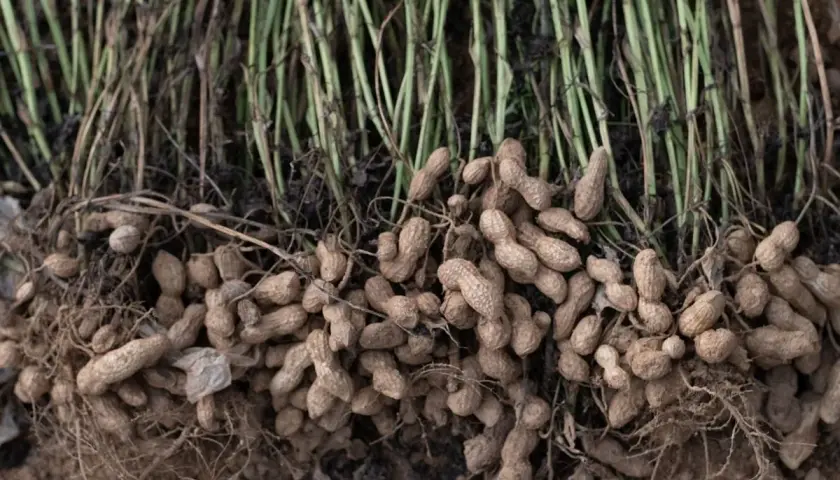 Raccolto di arachidi appena estratte dal terreno, con le radici e i fusti ancora attaccati. Ecco dove crescono le arachidi, un tesoro sotterraneo.