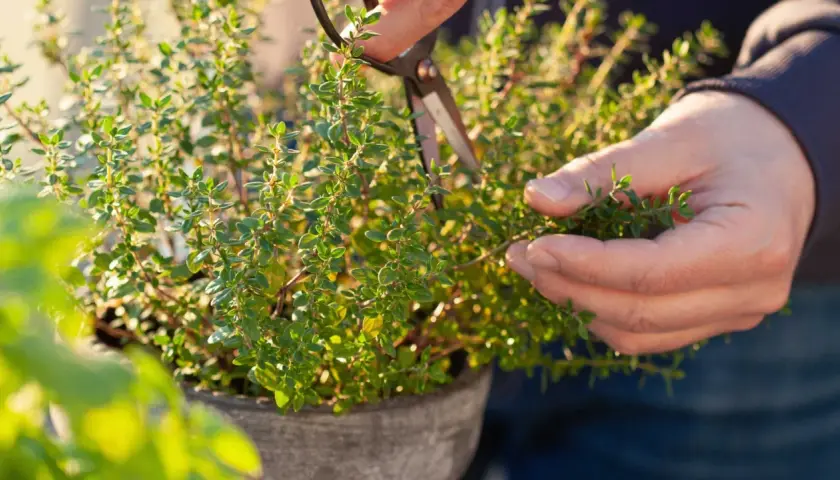 En hand klipper en frodig timjan perenn i en kruka. Solen lyser på de små gröna bladen.