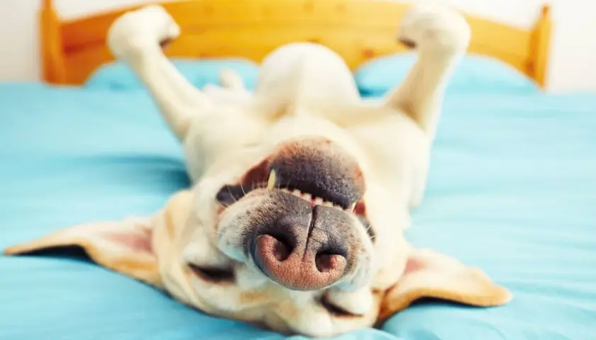 Un perro feliz boca arriba en la cama, con las patas en el aire. ¿Qué sueñan los perros? Quizás persiguen ardillas o comen golosinas sin fin.