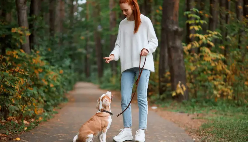 Dziewczyna uczy psa chodzić na smyczy w lesie. Pies siedzi, patrząc na nią z uwagą.