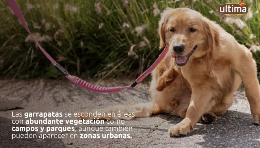 Perro dorado rascándose, alerta a las garrapatas en la hierba.