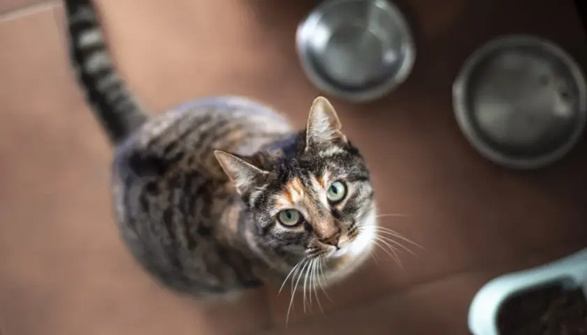 A tabby cat with green eyes looks up, perhaps wondering about recent cat food recalls and if its meal is safe.