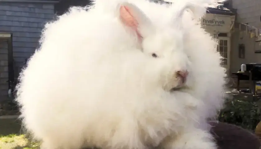 Puszysty królik rasy angora, niczym biała chmurka, siedzi na tle domu.
