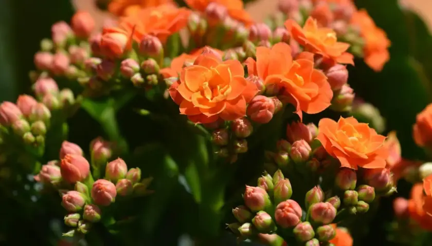 Pomarańczowe kwiaty kalanchoe, niektóre w pełni rozkwitłe, inne w pąkach, tworzą bujne skupisko.