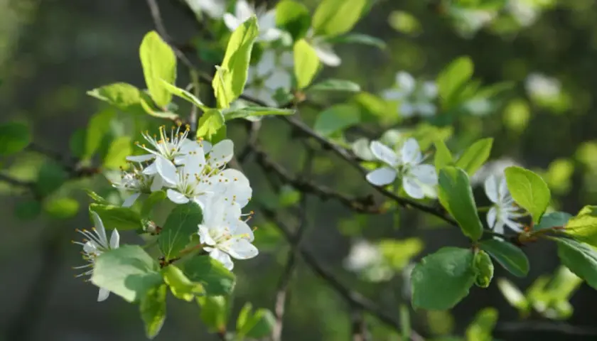 Zarte weiße Blüten und grüne Blätter an einem Ast. Die Schlehe pflanzen ist eine Freude im Frühling.