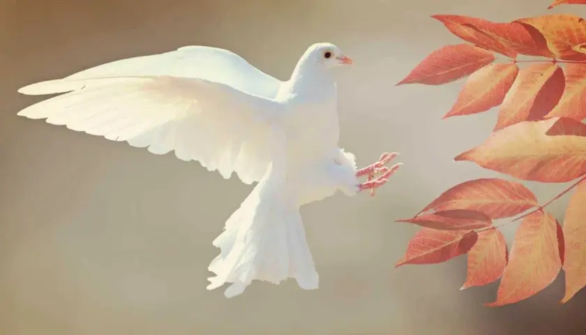 Weiße Taube fliegt auf, ein Pfingsten Symbol, vor herbstlich gefärbten Blättern.