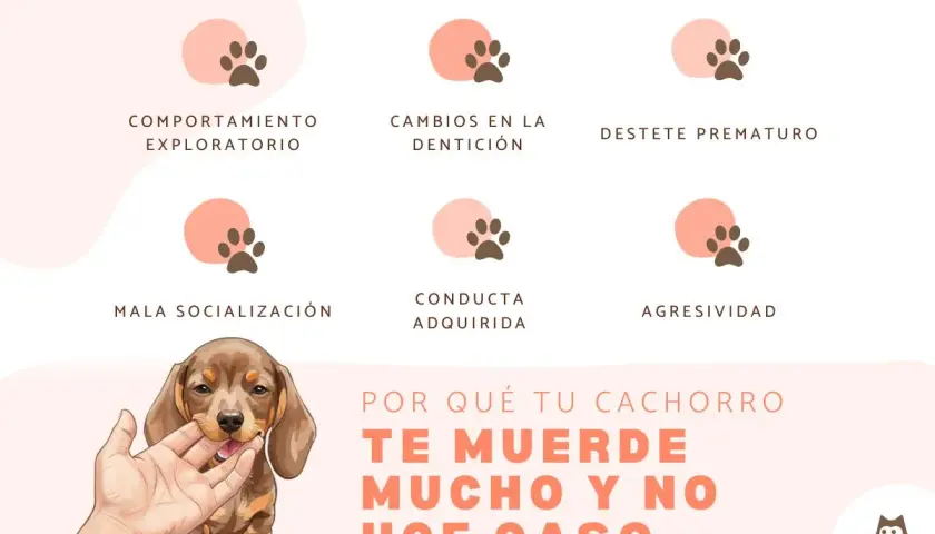 Un cachorro muerde mucho y no hace caso. El gráfico muestra las razones: comportamiento exploratorio, dentición, destete, mala socialización, conducta adquirida y agresividad.