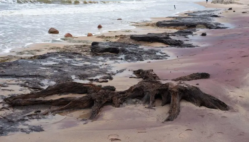 Korzenie drzewa na plaży, gdzie morze spotyka las. Fale obmywają kamienie, a piasek jest usiany śladami.