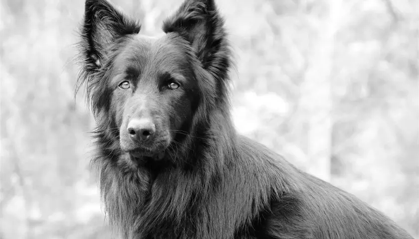 Czarny blue bay shepherd o przenikliwym spojrzeniu, z uszami postawionymi na sztorc, wygląda zza rozmytego tła.