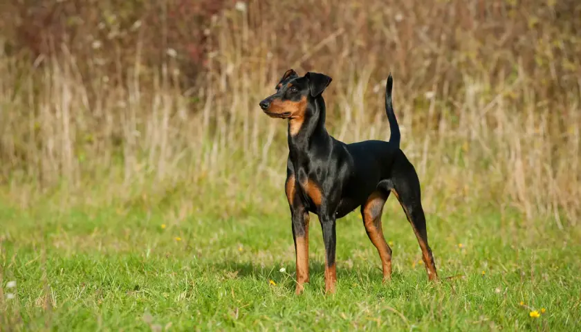 Ein eleganter Pinscher hund steht auf einer grünen Wiese, sein glänzendes Fell hebt sich vom Hintergrund aus trockenem Gras ab.