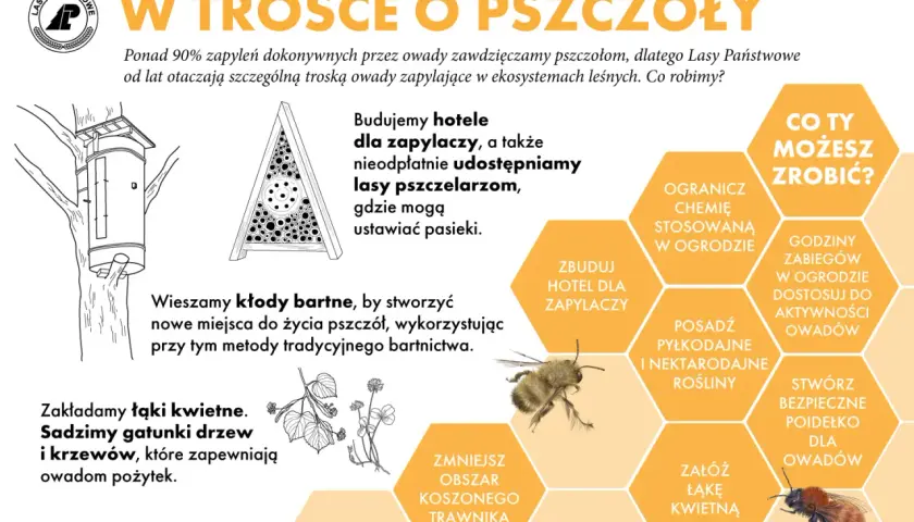 Lasy Państwowe budują hotele dla zapylaczy, tworząc im bezpieczne miejsca do życia. Możesz pomóc, sadząc rośliny miododajne.
