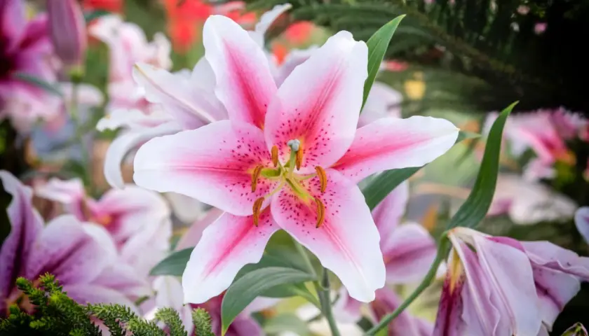 Un lys rose et blanc, symbole de pureté et de beauté. La fleur de lys, avec sa signification profonde, illumine ce jardin.
