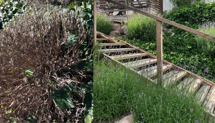 Före och efter: en vissnad lavendelbuske bredvid en frodig, blomstrande lavendel som växer längs en trappa. Nu vet man när ska man klippa ner lavendel.