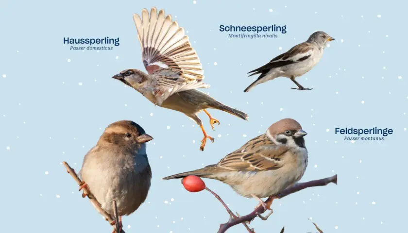 Vier Spatzenarten: Haussperling, Schneespatz und Feldspatz. Ein Haussperling fliegt, ein anderer sitzt auf einem Ast.