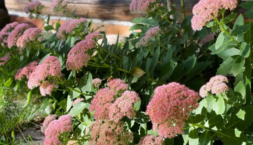 Fette Henne blüht in rosa Dolden vor einer Ziegelwand. Bienen summen um die Blüten.