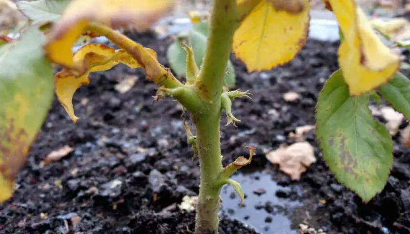 Le rosier trop arrosé montre des feuilles jaunies et des taches brunes. Le sol est détrempé, signe d'un excès d'eau.