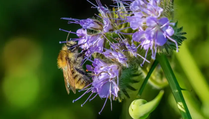 Eine Biene sammelt Nektar auf einer lila Blüte. Die Phacelia Aussaat blüht und lockt Insekten an.