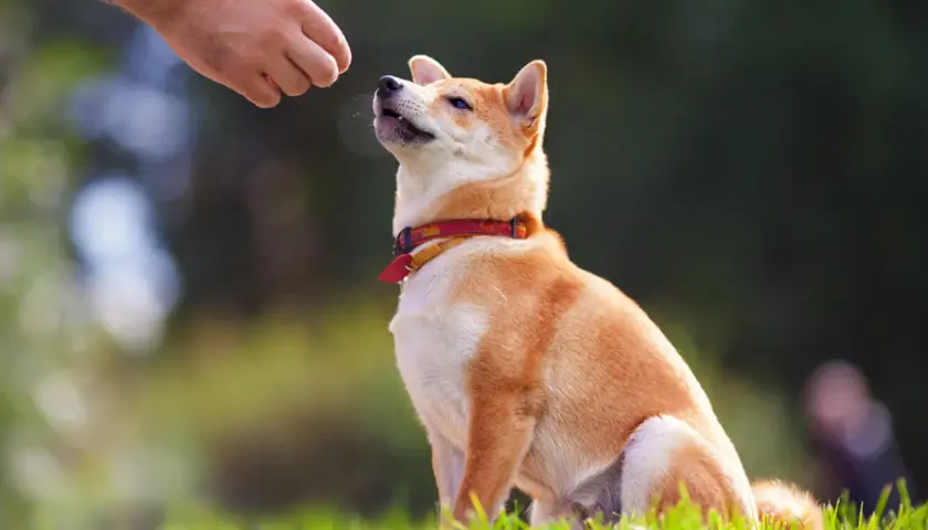 Shiba Inu wpatrzony w rękę z przysmakiem, ćwiczy z behawiorystą dla psa.