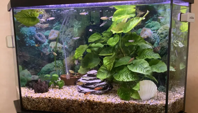 Fiskar simmar i ett välskött akvarium med växter och dekorationer, redo för ett vattenbyte.