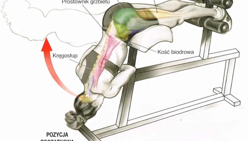 Anatomia ćwiczenia na klatce rzymskiej, pokazująca pracę mięśni prostownika grzbietu i pośladkowego wielkiego.