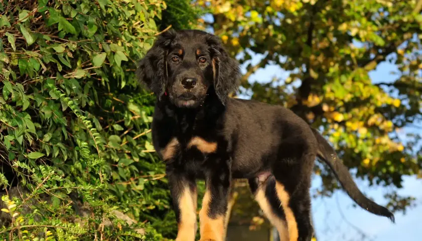 Ein junger Hovawart Hund steht auf einem Stein vor grünem Laub und gelben Bäumen.