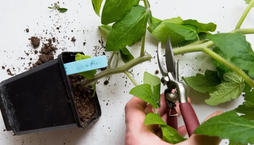 En hand klipper en tomatplanta med en sekatör. Jord ligger utspridd runt en svart kruka.