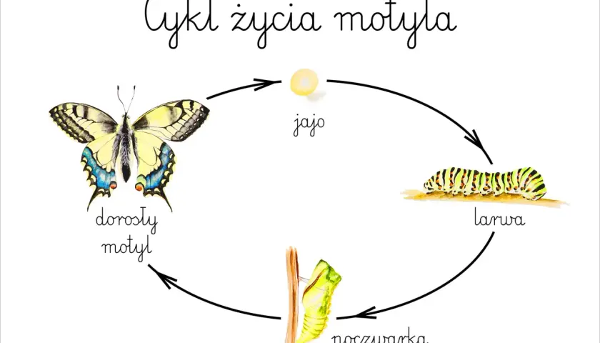 Cykl życia motyla: jajo, larwa, poczwarka, dorosły motyl. Tak powstaje motyl.