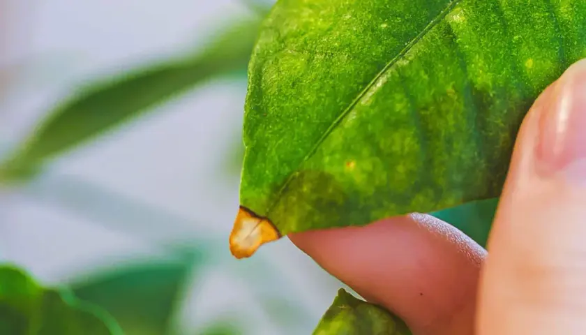 Un doigt examine une feuille de citronnier, révélant une pointe jaunie.