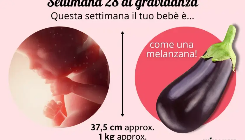 Feto di 28 settimane, grande come una melanzana, lungo circa 37,5 cm e pesante 1 kg.
