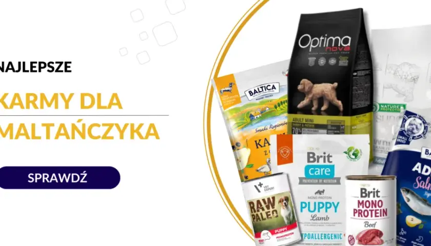 Jaka karma dla szczeniaka maltańczyka zapewni zdrowy rozwój?
