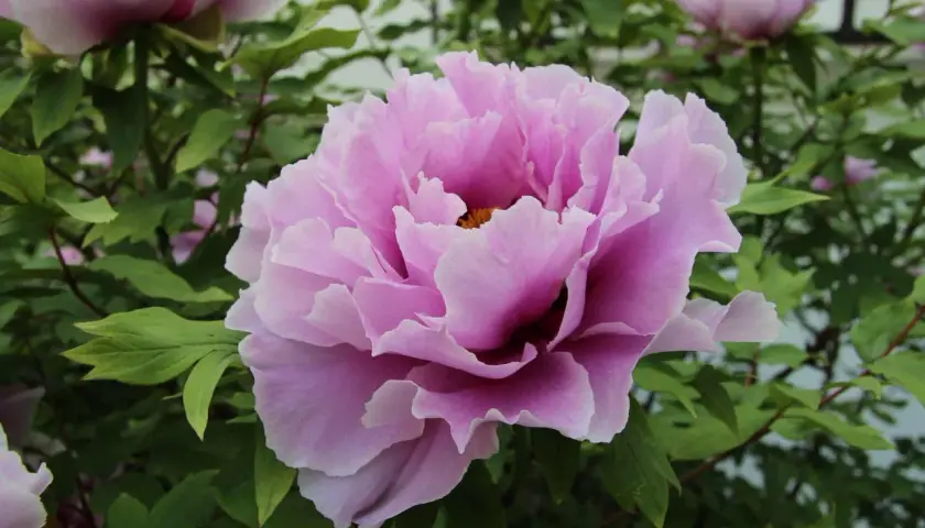 Magnifique pivoine rose aux pétales ondulés, symbole de la saison des pivoines.