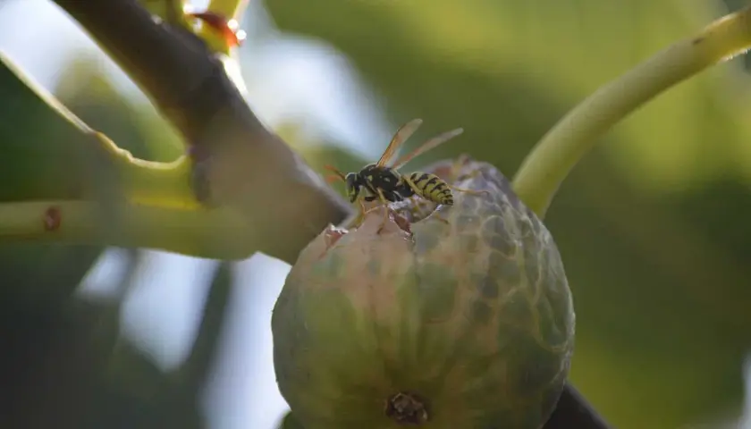 Vespa del fico in azione, un esempio di impollinazione naturale.