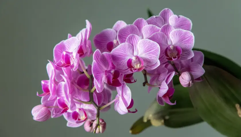 Kwitnący storczyk, czyli piękna orchidea, zachwyca delikatnymi, różowymi płatkami z prążkami.