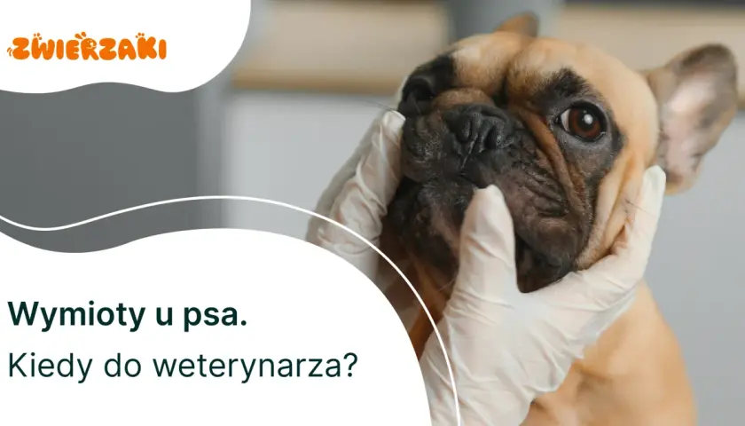 Pies wymiotuje: Kiedy do weterynarza? Lista objawów alarmowych