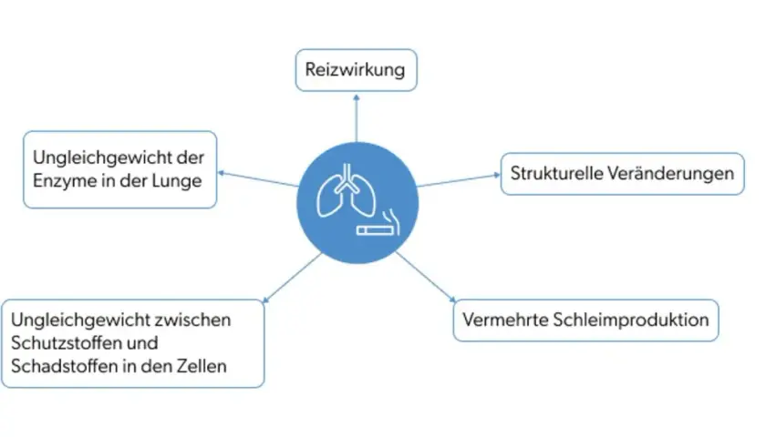 Schema zeigt, wie Rauchen zu COPD führt: Reizung, Ungleichgewicht von Enzymen/Schadstoffen, strukturelle Lungenveränderungen & vermehrte Schleimproduktion.