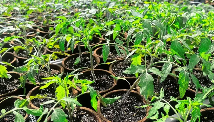 Viele junge Tomatenpflanzen wachsen in kleinen Töpfen in einem Gewächshaus.