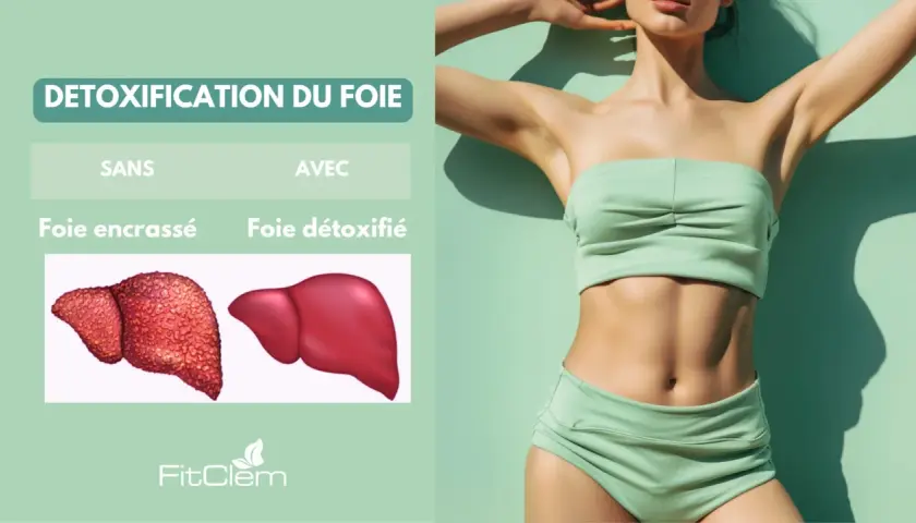 Détoxification du foie : un foie encrassé vs un foie détoxifié. Découvrez les bienfaits du desmodium pour un foie sain.