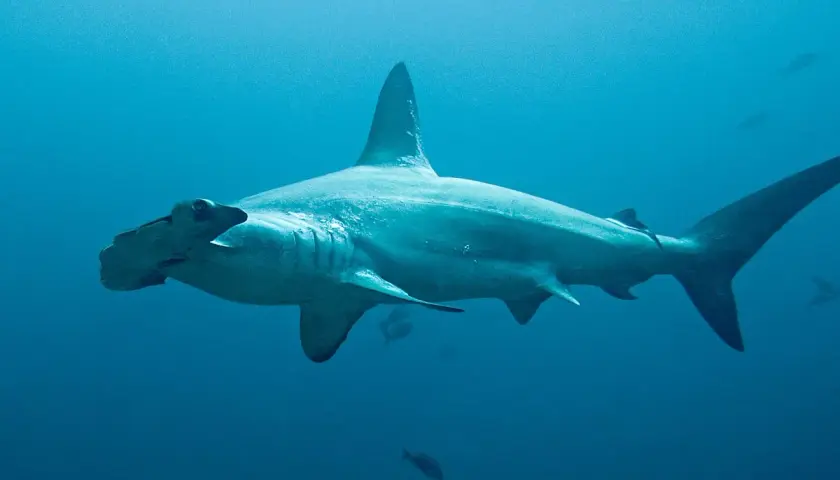 Un majestuoso tiburón martillo nada en aguas azules profundas, con su distintiva cabeza en forma de martillo mirando hacia la izquierda.