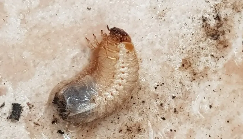 Un insetto bianco e paffuto, una larva, si muove nella terra umida dei vasi, pronto a trasformarsi.