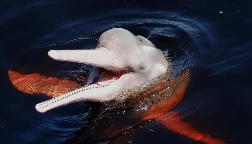 Uśmiechnięty, różowy delfin wynurza się z ciemnej wody, ukazując swoje zęby i pomarańczowe płetwy.